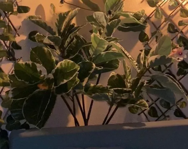 Con Vista Frontal Al Mar * Ελ Μέντανο